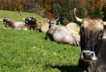 Cows that feel good.