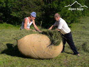 Hay as feed for hay milk