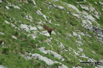 The first chamois appears quickly