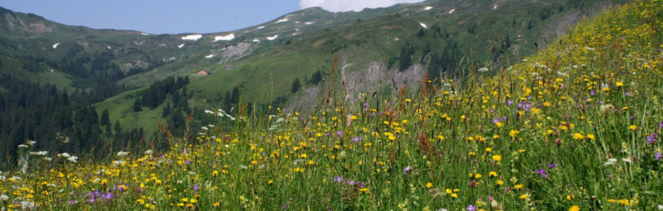 Alpine hay milk meadow