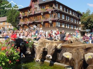 Annual highlight - cows return from the Alps to the Bregenzerwald villages