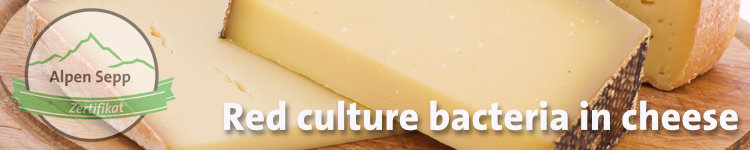 Red culture bacteria in cheese