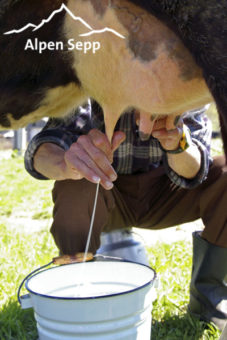 Dairy farmer milking