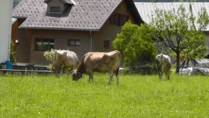 Farm in Mellau