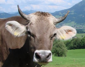 Cow Horns