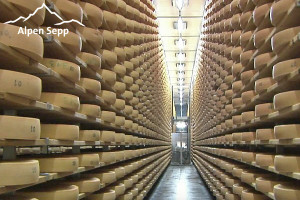 Cheese cellar Bregenzerwald - View into the cheese warehouse