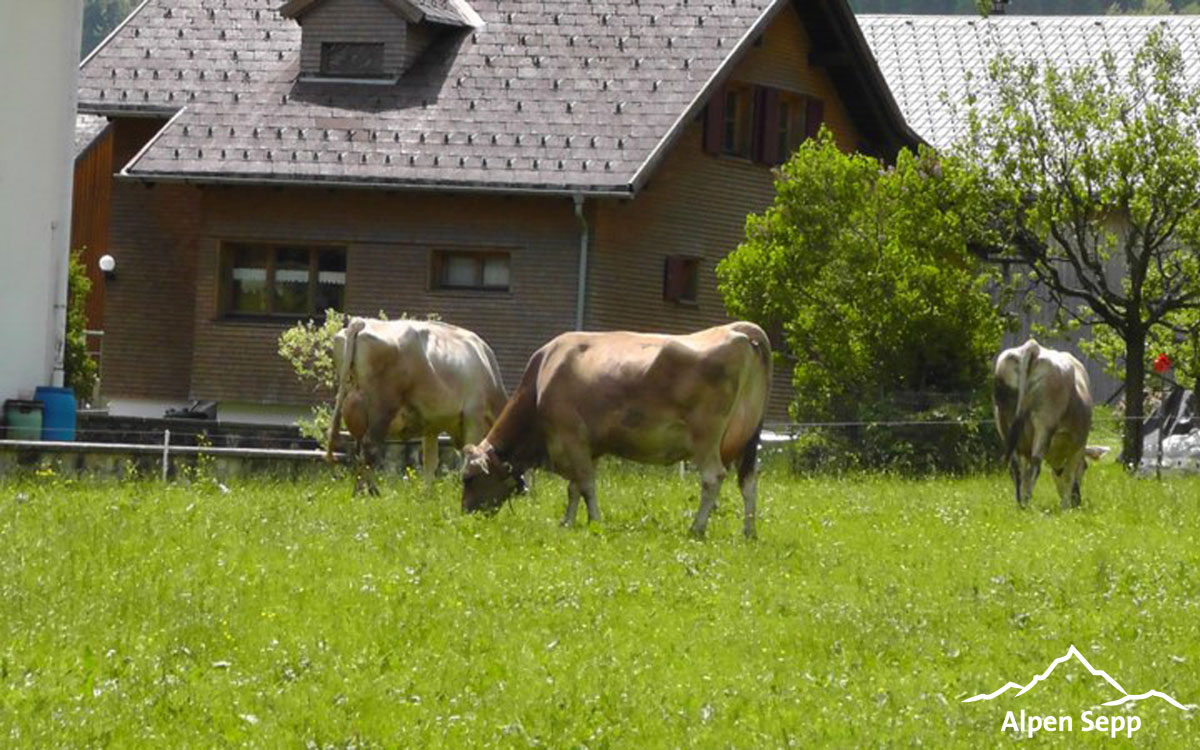 Holiday at the farm Bischof in Mellau in the Bregenzerwald