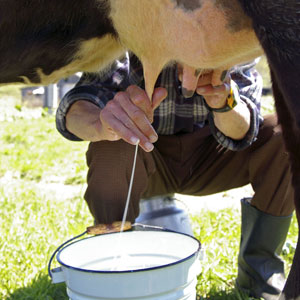 Raw milk from the farmer