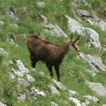 Chamois Mountain game in the Alps