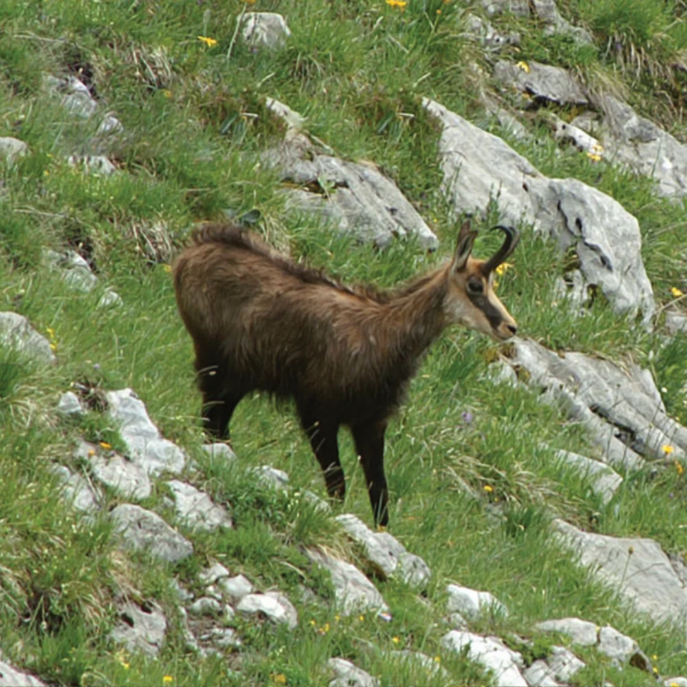 Chamois Mountain game in the Alps