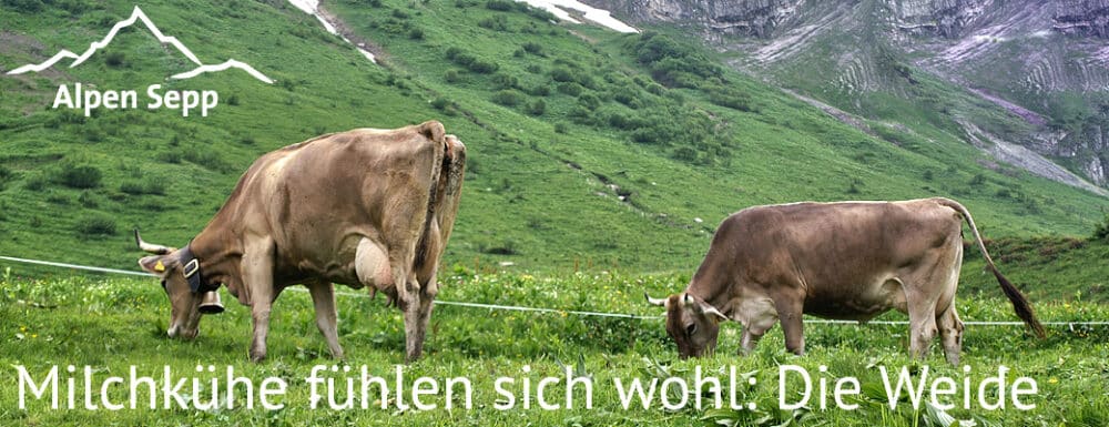Cow Grauviel with Horns